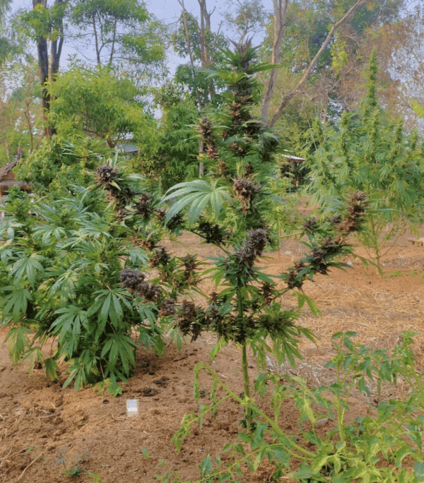 Goji Pupil S1 (Goji OG x Star Pupil) 7 Feminized Seeds - Image 5