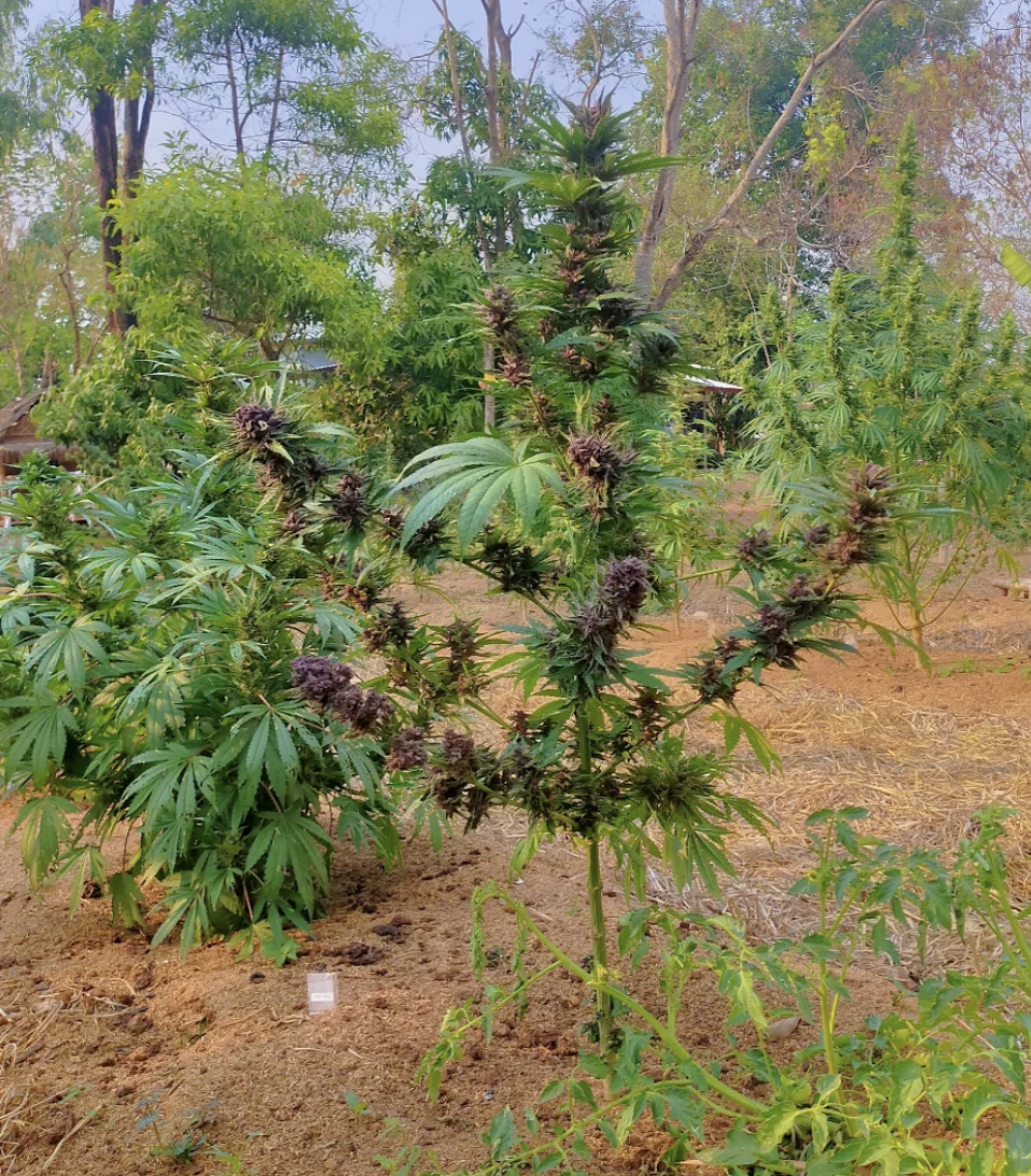 Goji Pupil S1 (Goji OG x Star Pupil) 7 Feminized Seeds - Image 5