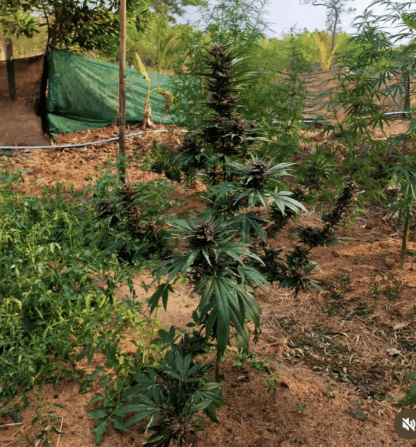 Goji Pupil S1 (Goji OG x Star Pupil) 7 Feminized Seeds - Image 4