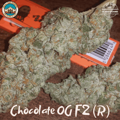 Chocolate OG F2 (Chocolope Bx1 x Venom OG) 10 Regular Seeds
