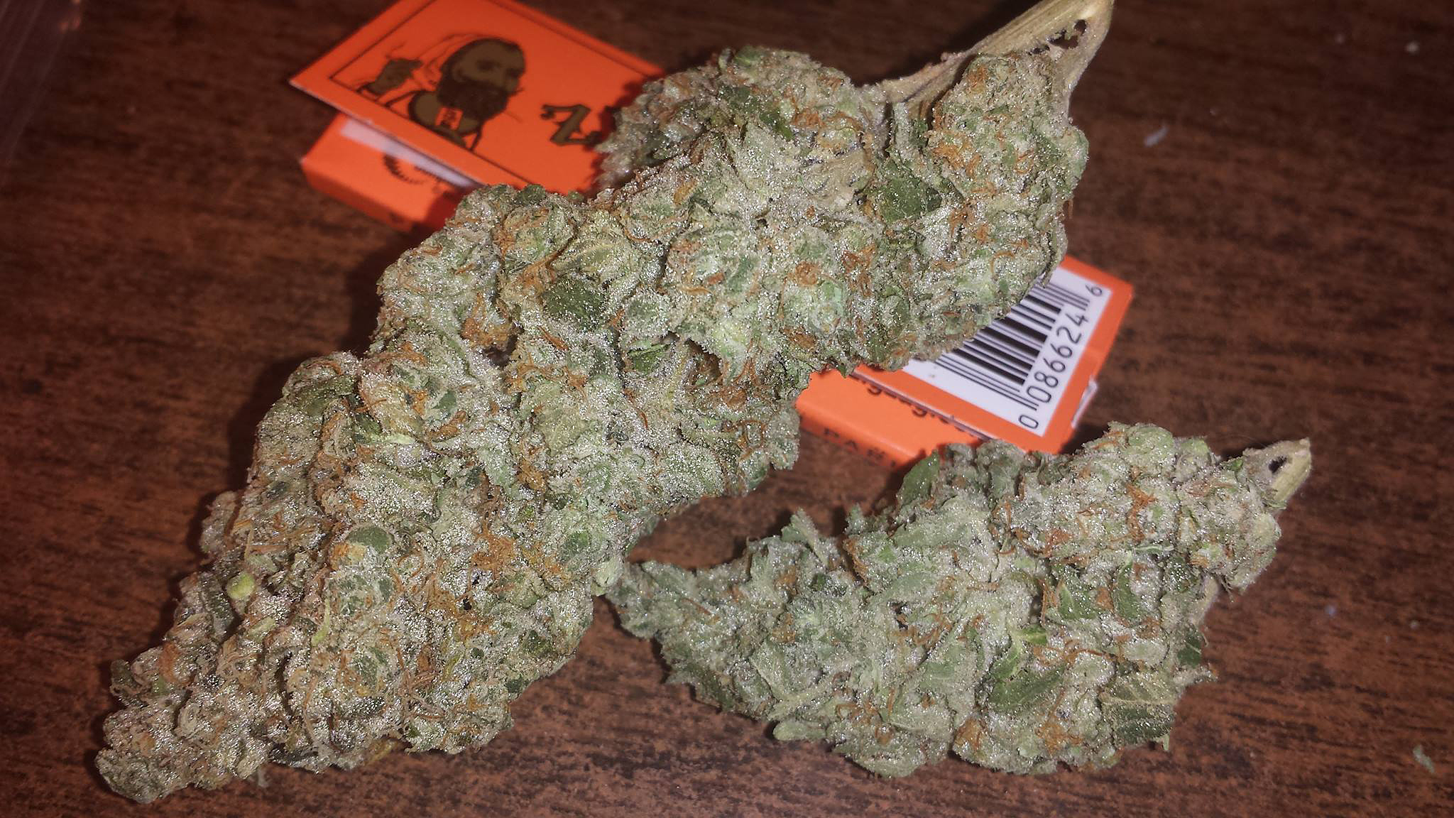 Chocolate OG F2 (Chocolope Bx1 x Venom OG) 10 Regular Seeds - Image 2