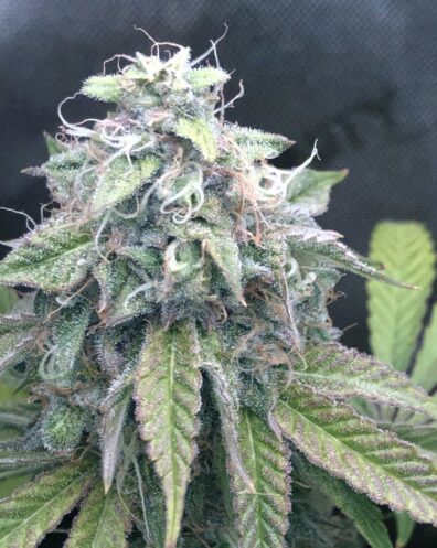 Lemon Chocolate F2 (Chocolope Bx1 x Lemon Venom) 10 Regular Seeds
