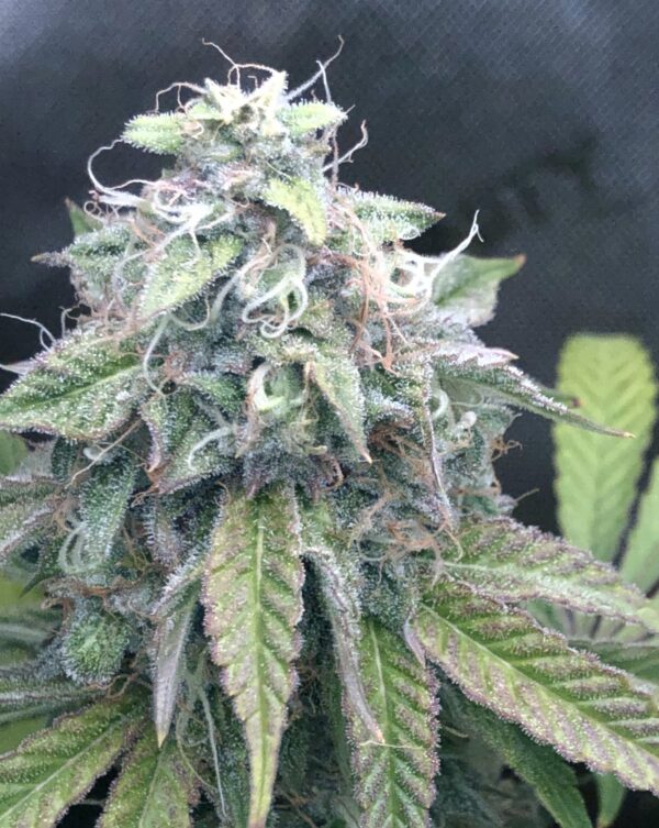 Lemon Chocolate F2 (Chocolope Bx1 x Lemon Venom) 10 Regular Seeds - Image 2