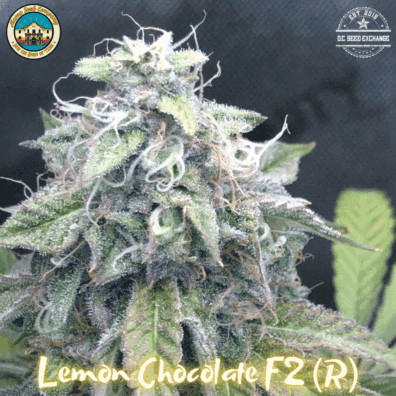 Lemon Chocolate F2 (Chocolope Bx1 x Lemon Venom) 10 Regular Seeds