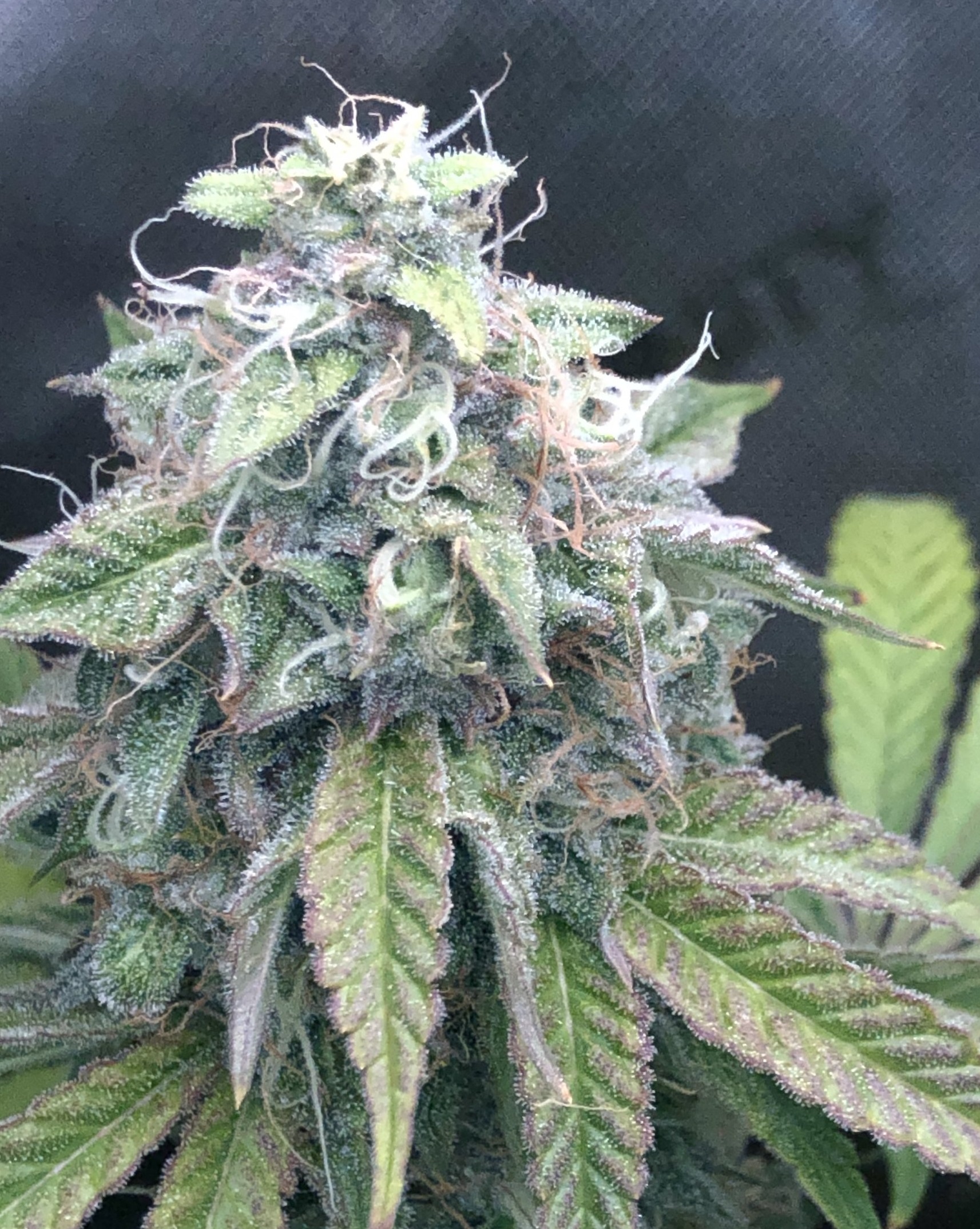 Lemon Chocolate F2 (Chocolope Bx1 x Lemon Venom) 10 Regular Seeds