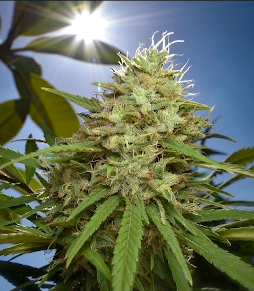 Vintage Hawaiian Haze x The Lemon S1 6 Feminized Seeds - Image 2