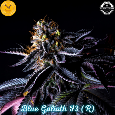 Blue Goliath F3 (Blue Euphoria x Goliath #33) 10 Regular Seeds