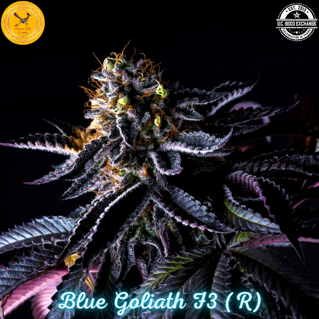 Blue Goliath F3 (Blue Euphoria x Goliath #33) 10 Regular Seeds