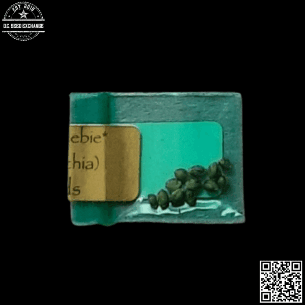 Bodhi Seeds Bingo Pajama F1 (Kudra x Appalachian) 11 Regular Seeds - Image 2