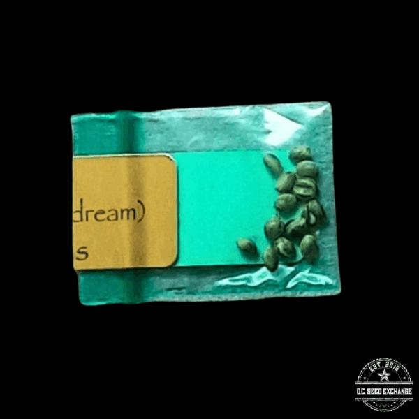 Bodhi Seeds Field Trip (Girl Scout Cookies x Sunshine Daydream) 11 Regular Seeds - Image 2