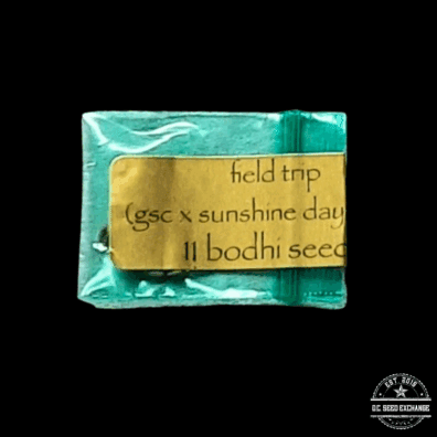 Bodhi Seeds Field Trip (Girl Scout Cookies x Sunshine Daydream) 11 Regular Seeds
