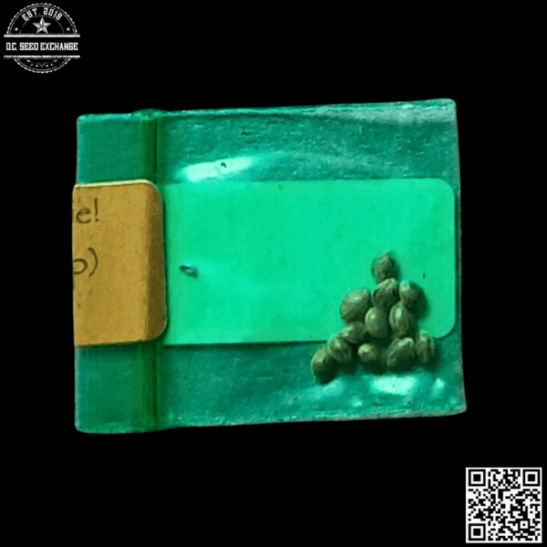 Bodhi Seeds Mango Hashplant (Mango Biche x 88g13/hp) 11 Regular Seeds - Image 2