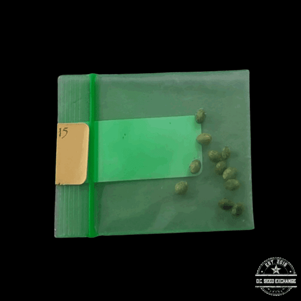 Bodhi Seeds Purple Punch x Wookie 15 11 Regular Seeds - Image 2