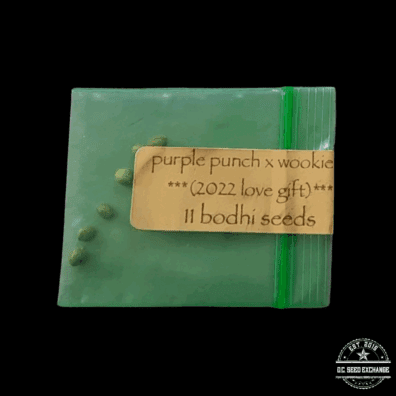 Bodhi Seeds Purple Punch x Wookie 15 11 Regular Seeds
