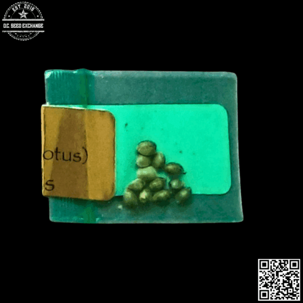 Bodhi Seeds White Lotus (The White x Snow Lotus) 11 Regular Seeds - Image 3