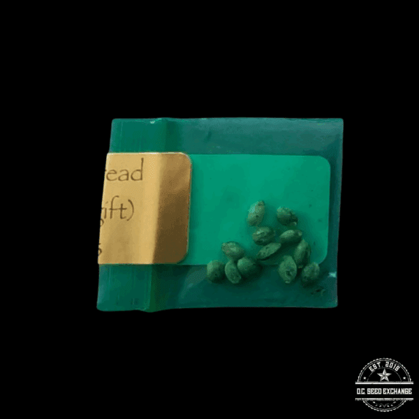 Bodhi Seeds Wookie 7 x Dreadbread 11 Regular Seeds - Image 2