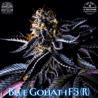 Blue Goliath F3 (Blue Euphoria x Goliath #33) 10 Regular Seeds