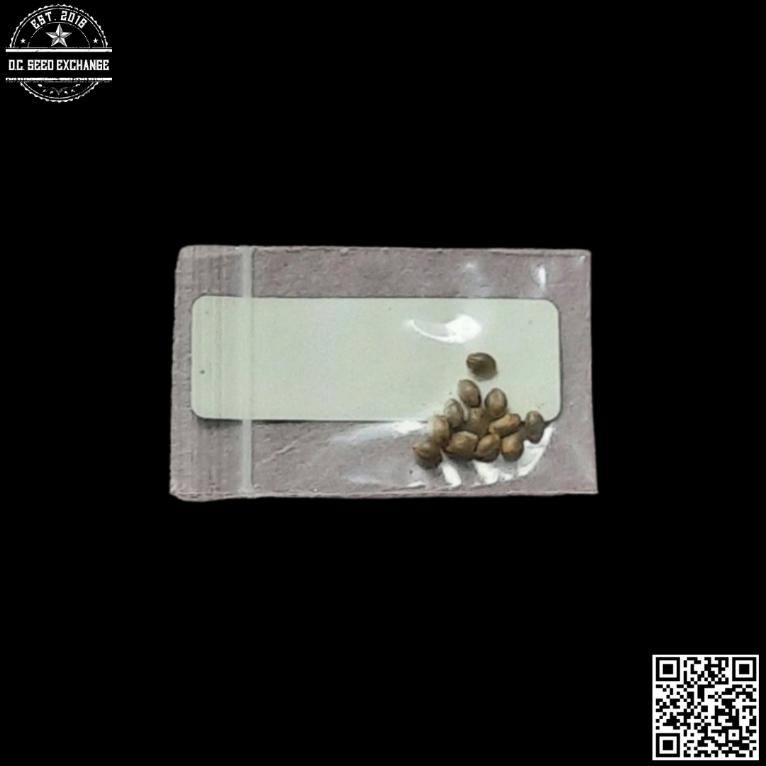 Doc D Seeds Dragon Hammer x Afkansastan/X18 11 Regular Seeds - Image 2