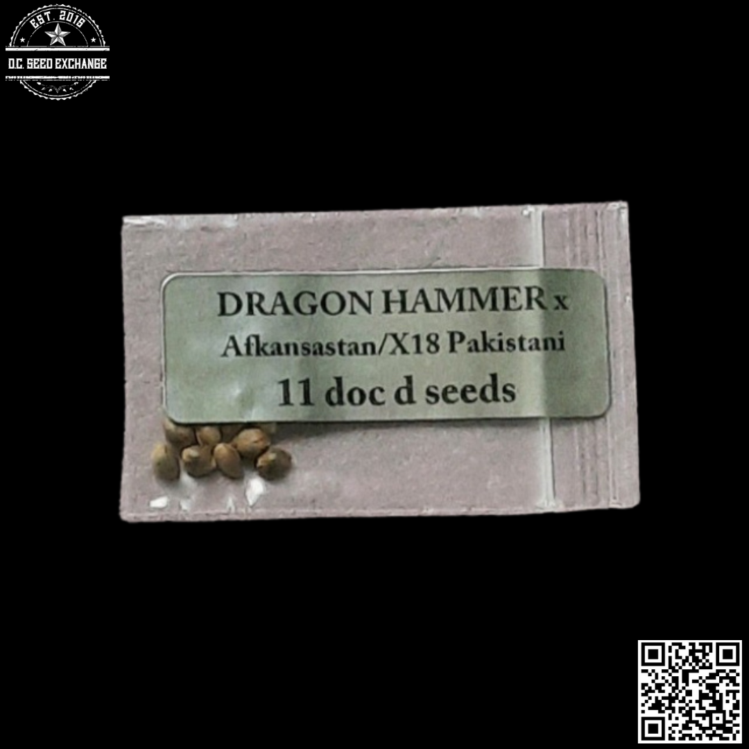 Doc D Seeds Dragon Hammer x Afkansastan/X18 11 Regular Seeds