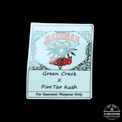Hazeman Seeds Green Crack x Pine Tar Kush 10 Regular Seeds