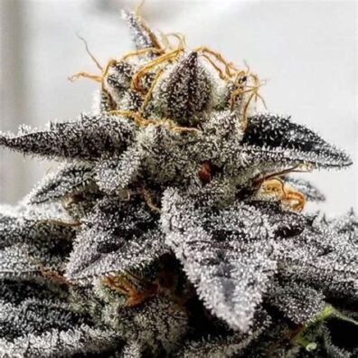 Iced Chocolate F2 (Chocolope F3 x Vanilla Frosting) 10 Regular Seeds