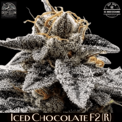 Iced Chocolate F2 (Chocolope F3 x Vanilla Frosting) 10 Regular Seeds
