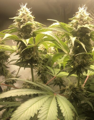 Kashmiri Venom F3 ([Kashmiri/Dosidos #22] x Venom OG) 10 Regular Seeds