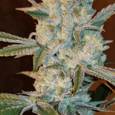 Kingsman F2 (Kings Banner F2 x Goliath F3) 10 Regular Seeds