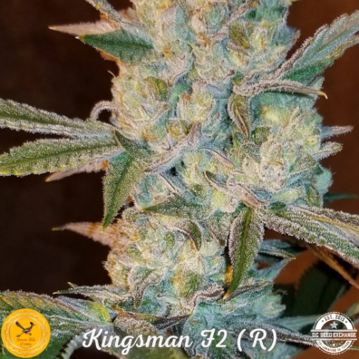Kingsman F2 IG 1