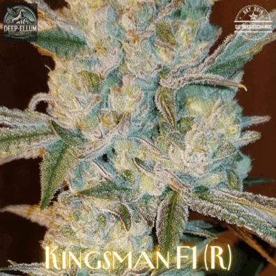Kingsman F1 (Kings Banner F2 x Goliath F3) 10 Regular Seeds