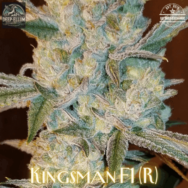 Kingsman F1 (Kings Banner F2 x Goliath F3) 10 Regular Seeds