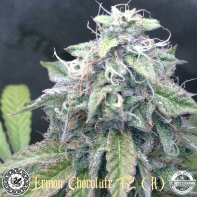 Lemon Chocolate F2 IG