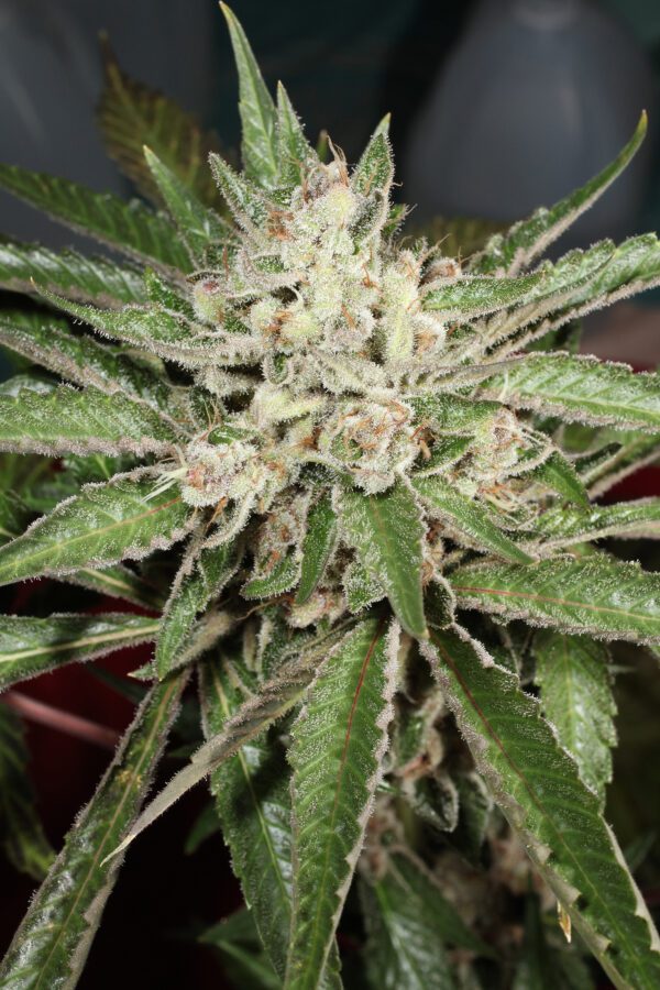 Lemon Pupil F1 7 Feminized Seeds - Image 3
