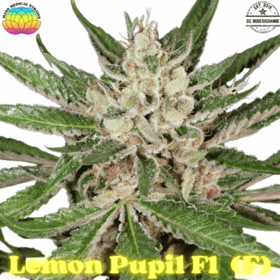 Lemon Pupil F1 7 Feminized Seeds