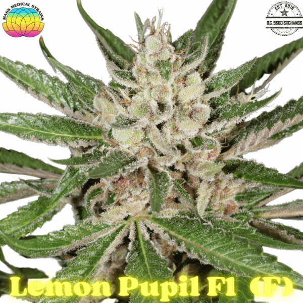 Lemon Pupil F1 7 Feminized Seeds
