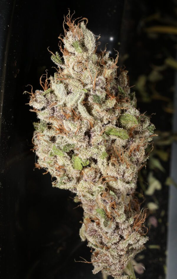 Lemon Pupil F1 7 Feminized Seeds - Image 4