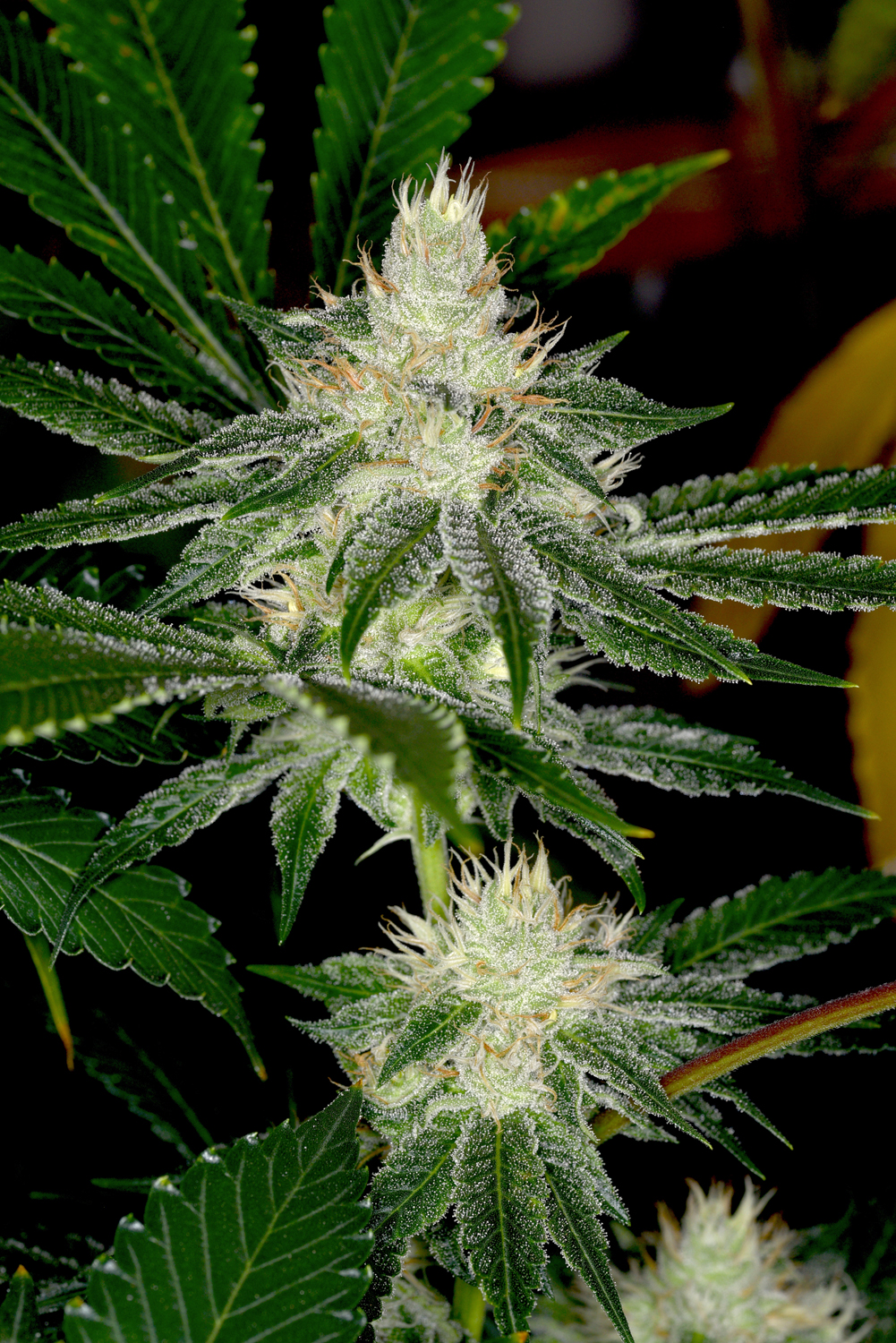 Lemon Cookies S1 (Forum GSC x The Lemon) 6 Feminized Seeds - Image 2