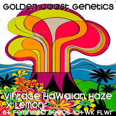Vintage Hawaiian Haze x The Lemon F1 6 Feminized Seeds