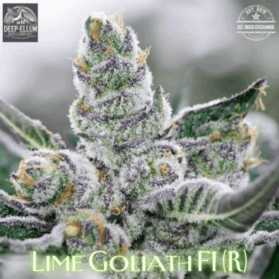Lime Goliath F1 (Sour Jamaican Lime F2 x Goliath F3) 10 Regular Seeds