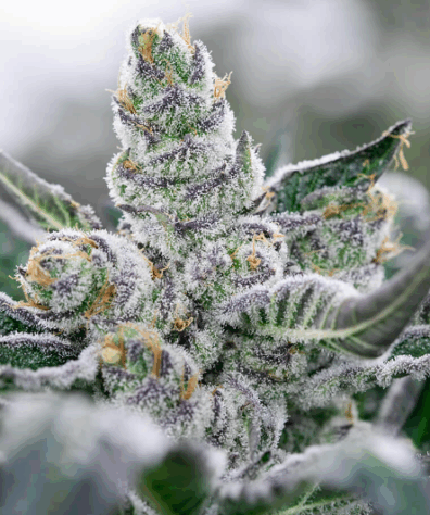 Lime Goliath F2 (Sour Jamaican Lime F2 x Goliath F3) 10 Regular Seeds