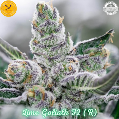 Lime Goliath F2 IG