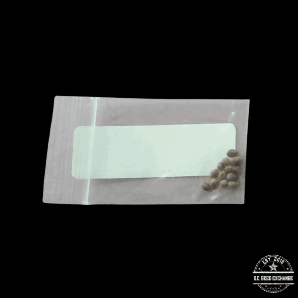 Magic Spirit Seed Co Bananastan F1 (Ethiopian Banana x Afkansastan/X18 Pakistani) 11 Regular Seeds - Image 2