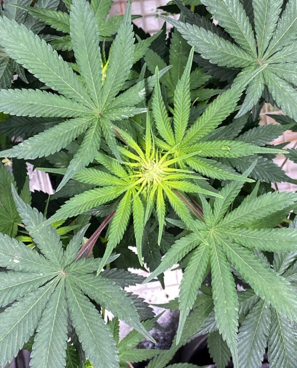 1989 Mexican Indica IBL (Open Pollination) 12 Regular Seeds - Image 2