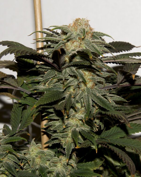Pearl on Fire F1 (1992 Silver Pearl x Face on Fire) 10 Regular Seeds - Image 2