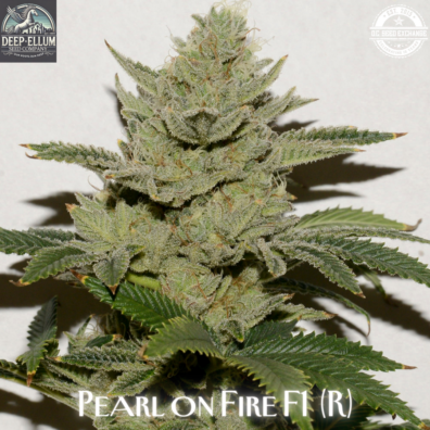 Pearl on Fire F1 IG NEW 2