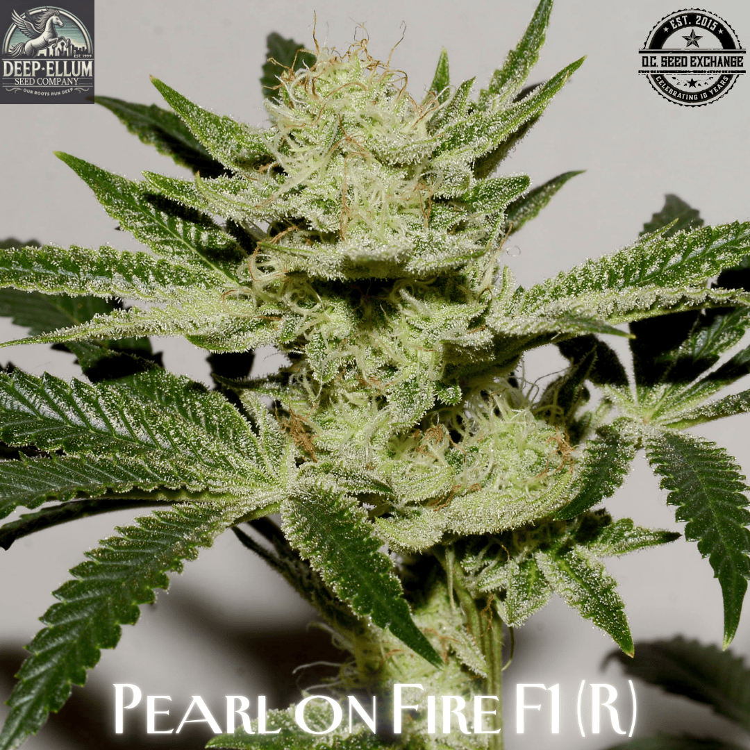 Pearl on Fire F1 (1992 Silver Pearl x Face on Fire) 10 Regular Seeds - Image 2