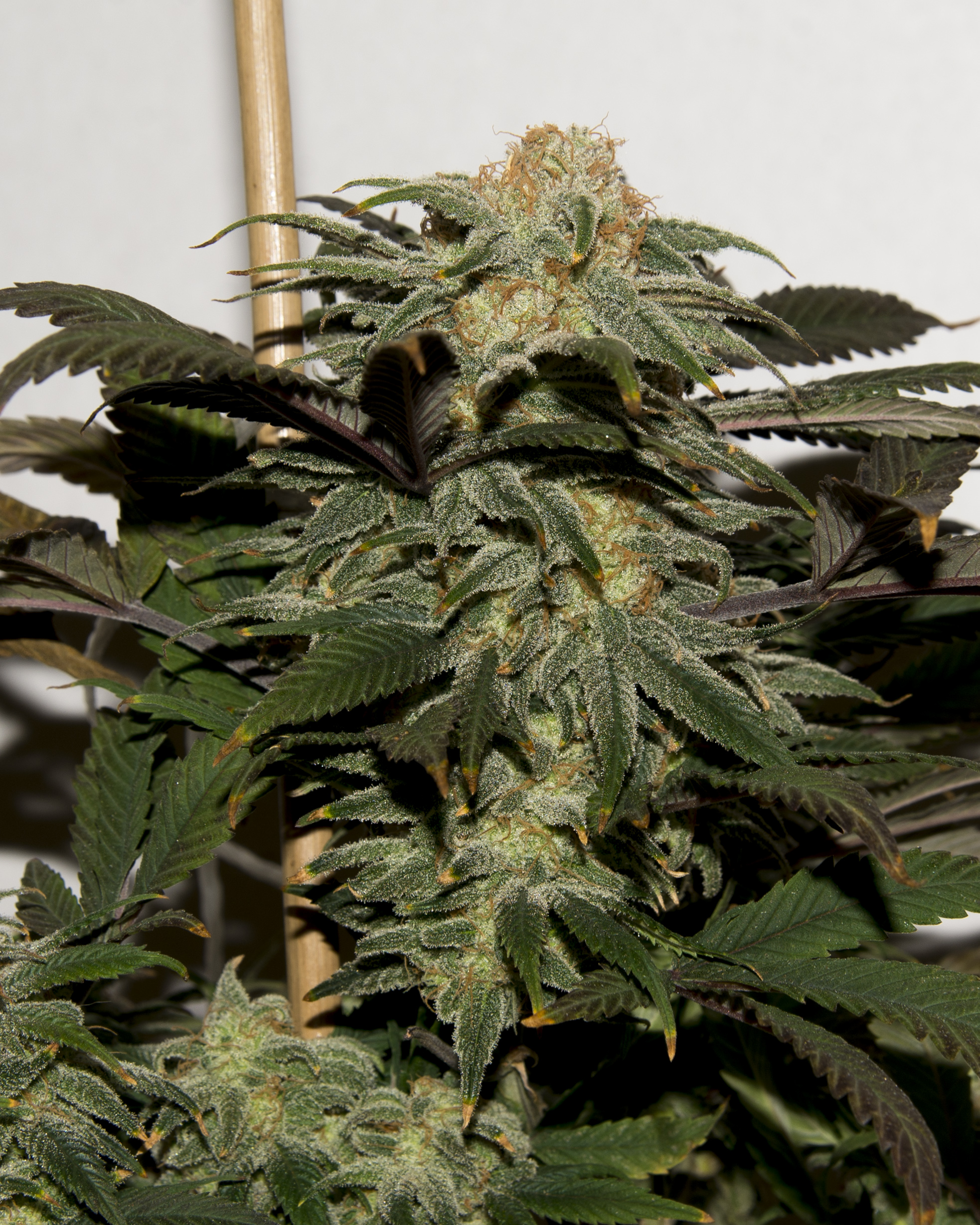 Pearl on Fire F1 (1992 Silver Pearl x Face on Fire) 10 Regular Seeds - Image 3