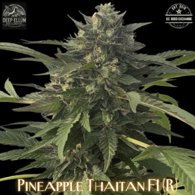 Pineapple Thaitan F1 (Pineapple Thai F3 x Goliath #33) 10 Regular Seeds