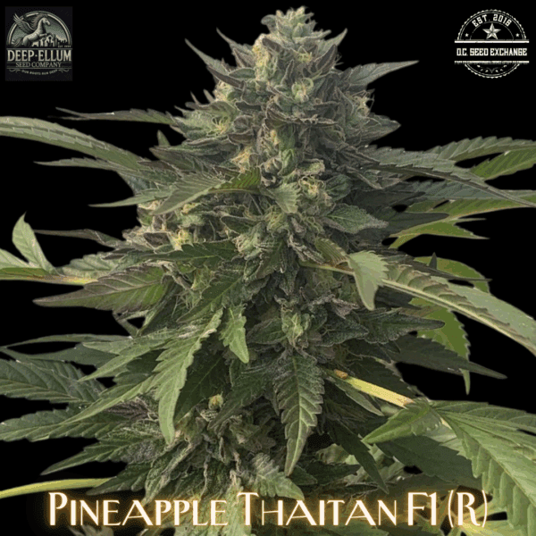 Pineapple Thaitan F1 (Pineapple Thai F3 x Goliath #33) 10 Regular Seeds