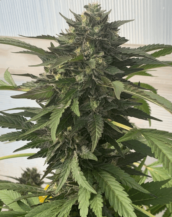 Pineapple Thaitan F1 (Pineapple Thai F3 x Goliath #33) 10 Regular Seeds - Image 2